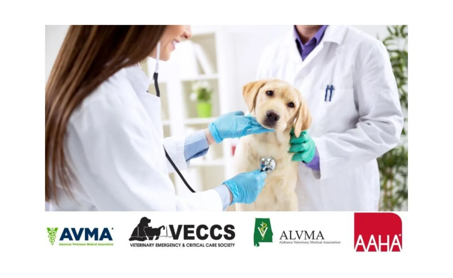 Young dog (puppy) being looked at by veterinary staff with logos for AAHA, AVMA, ALVMA, and VECCS along the bottom